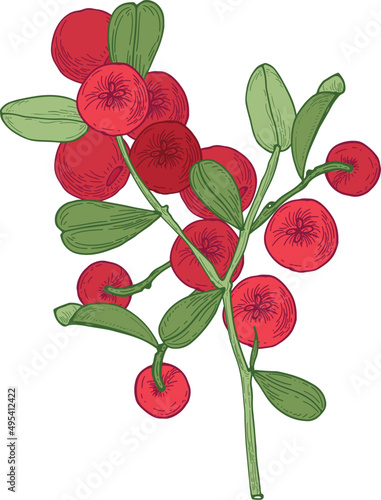 Lingonberry Branch with Berries Hand Drawn Detailed Illustration