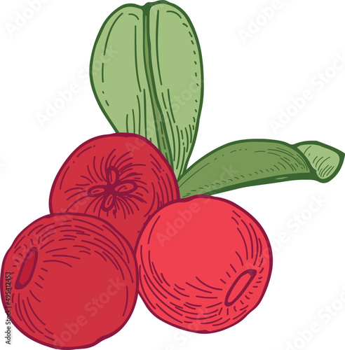 Lingonberry Hand Drawn Illustration