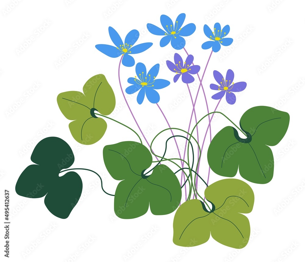 Wildflowers in blossom, spring flora blooming Wildflowers in blossom, spring flora blooming