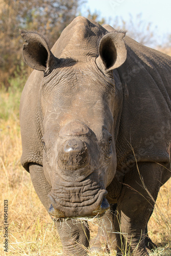 Dehorned White Rhino  South Africa