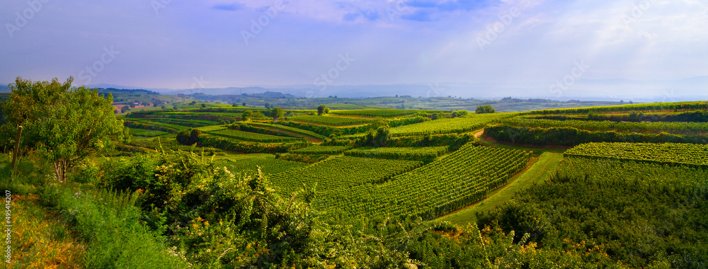 Fototapeta premium Weinberge Reben