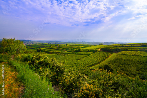 Weinberge Reben