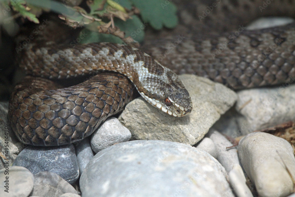 Fototapeta premium Kreuzotter