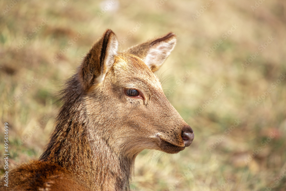 Beautiful spotted deer in the mountains against the background of green grass and snow. Fairytale spring landscape with wild animals. Beautiful spotted deer in the mountains against the background of green grass and snow. Fairytale spring landscape with wild animals.