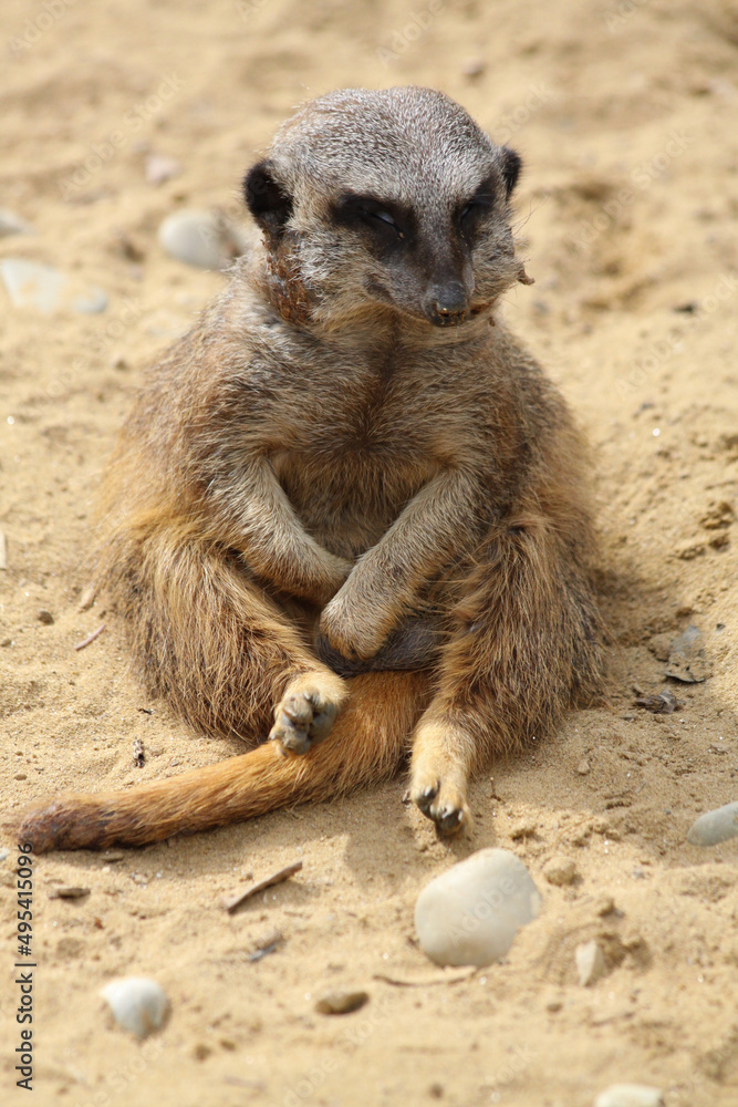 Erdmännchen Erdmännchen