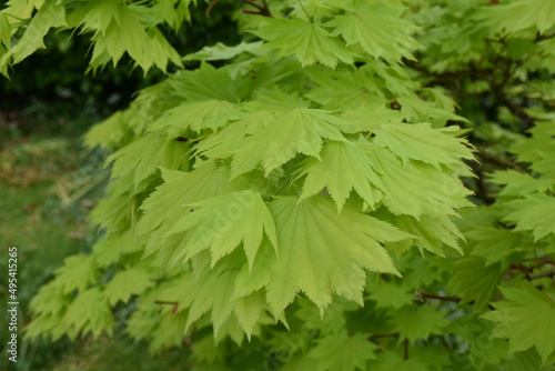 Maple Tree with Lots of Fresh Green Leaves