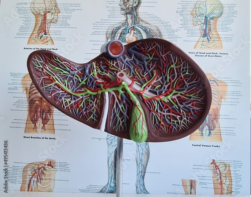 Foto Internal anatomy of liver and medical diagnoses