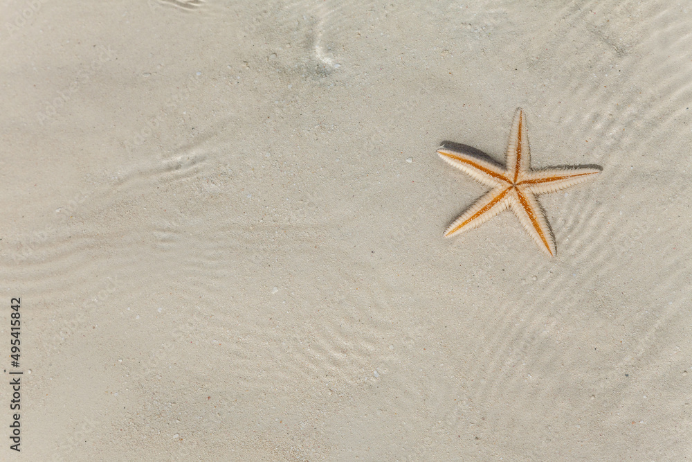 Fototapeta premium The starfish on white sandy tropical beach Caribbean