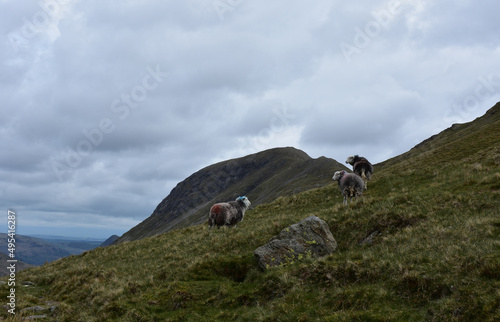 Trio of Sheep on the Side of a Fell