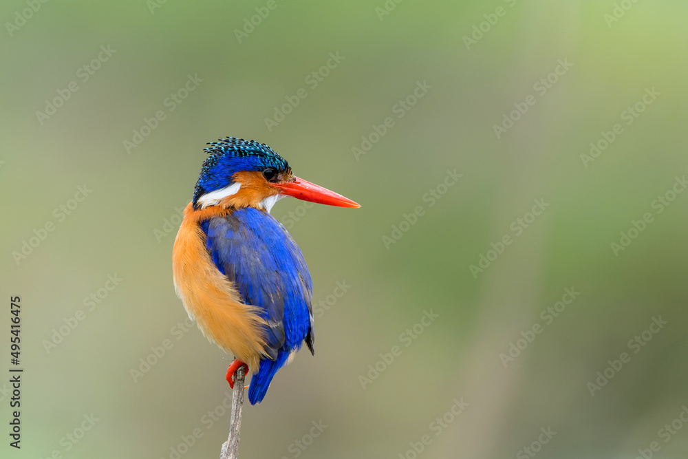 Malachite kingfisher (Corythornis cristatus) fishes from a reed near Olifants River in Kruger National Park in South Africa. Green blurry background. Malachite kingfisher (Corythornis cristatus) fishes from a reed near Olifants River in Kruger National Park in South Africa. Green blurry background.