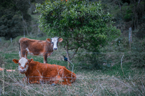 cow