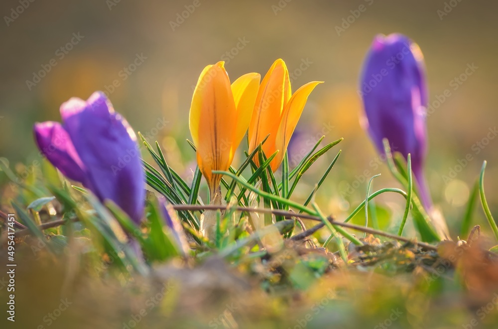 Colorful natural background with flowers. Beautiful crocuses on a green glade to welcome spring. Photo in shallow depth of field.