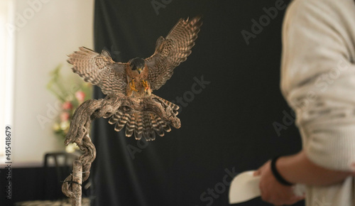 peregrin hawk flying photo