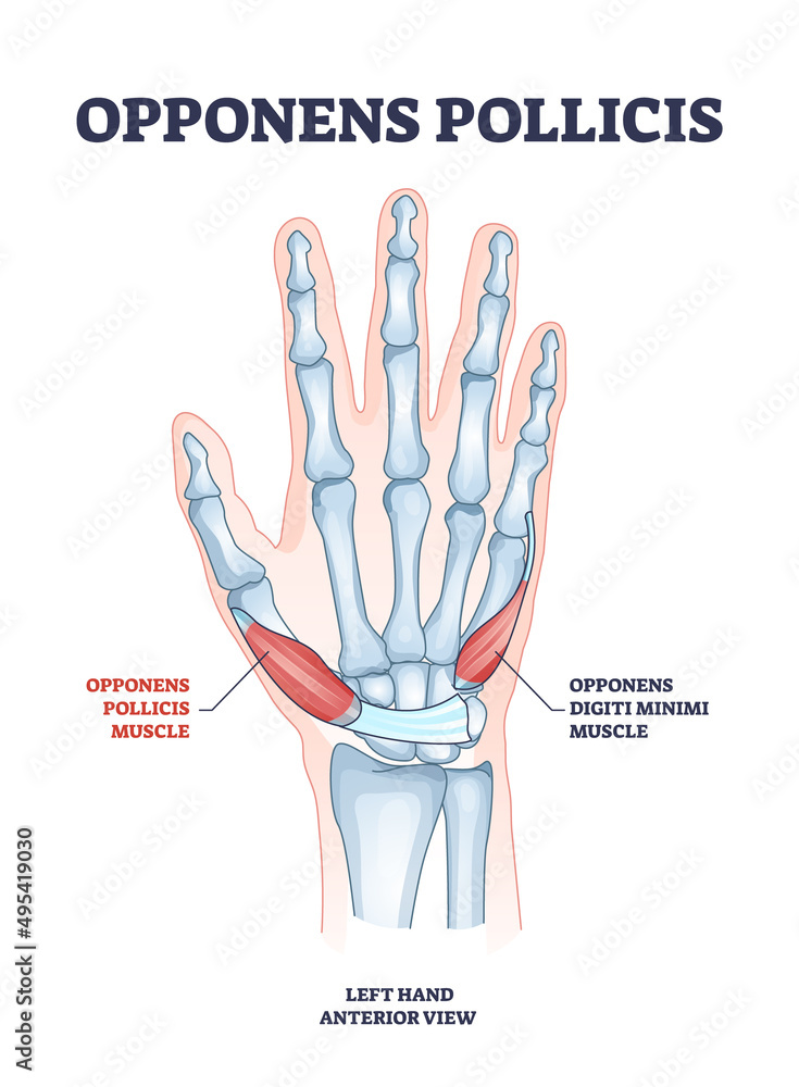 Opponens pollicis hand muscle with digiti minimi location outline diagram. Labeled educational scheme wtih arm and palm muscular and skeletal system vector illustration. Left medical anterior view. - obrazy, fototapety, plakaty 