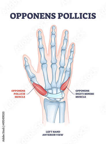 Opponens pollicis hand muscle with digiti minimi location outline diagram. Labeled educational scheme wtih arm and palm muscular and skeletal system vector illustration. Left medical anterior view. photo