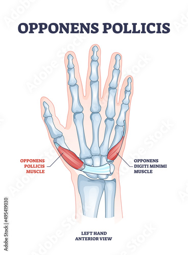 Opponens pollicis hand muscle with digiti minimi location outline diagram. Labeled educational scheme wtih arm and palm muscular and skeletal system vector illustration. Left medical anterior view.