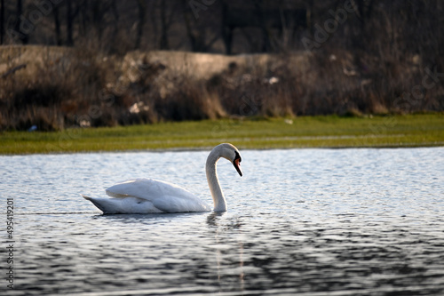  Nomadic swan in the floodplain forest © DRBURHAN