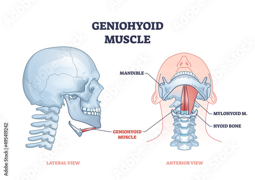Geniohyoid muscle with mylohyoid neck or chin muscular system outline diagram. Labeled educational medical scheme with head skeletal anatomy and mandible or hyoid bone location vector illustration. photo