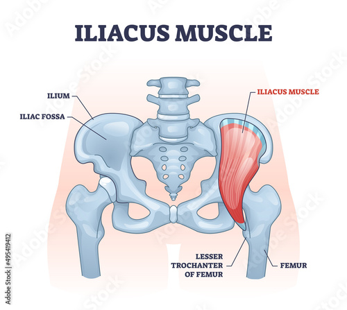 Iliacus muscle with hip or groin muscular and skeletal anatomy outline diagram. Labeled educational scheme with human lesser trochanter of femur and iliac fossa bones location vector illustration. photo