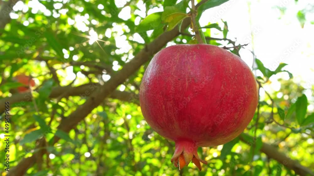 Ripe pomegranate fruits on a tree branch close-up Ripe pomegranate fruits on a tree branch close-up