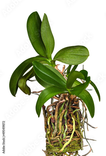 Orchid flower and its long root system on a white background. Phalaenopsis orchid care, maintenance and cultivation.