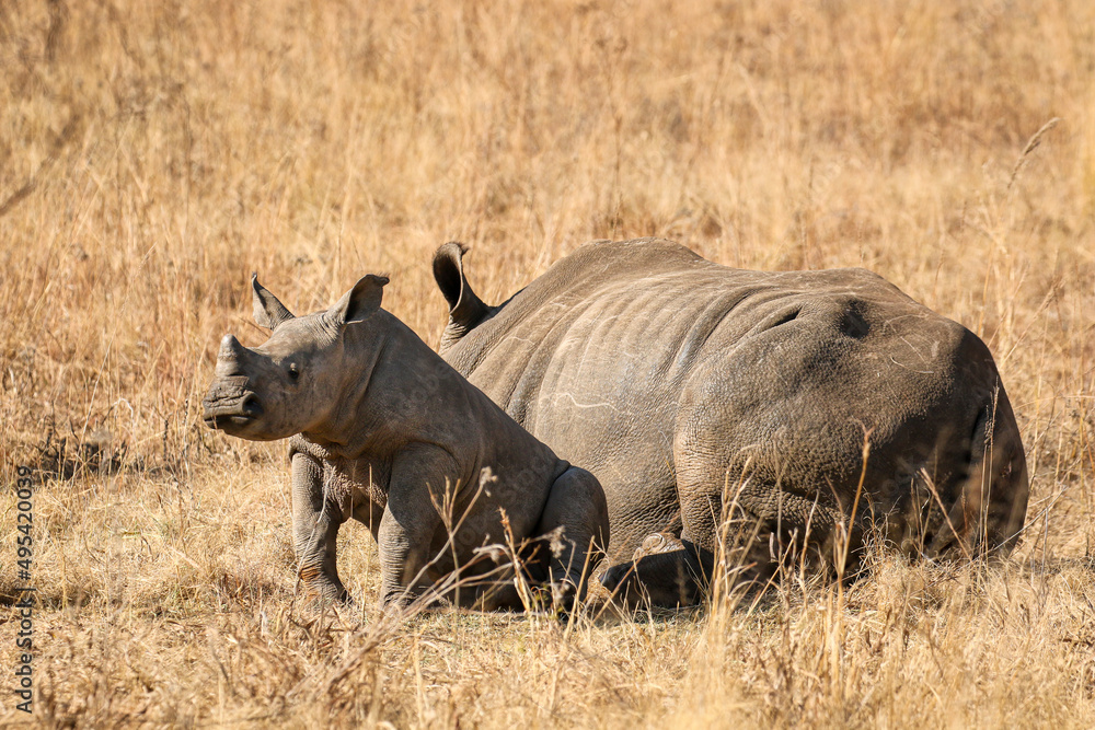 Fototapeta premium White rhino with calf, South Africa