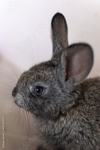 Conejo gris
