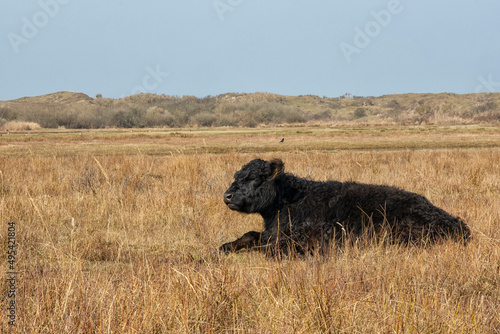 Black Galloway young
