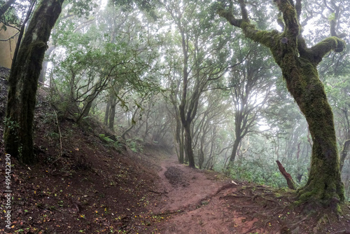 Misty primary forest of the Anaga Rural Park, UNESCO Biosphere Reserve, Tenerife, Canary island, Spain photo