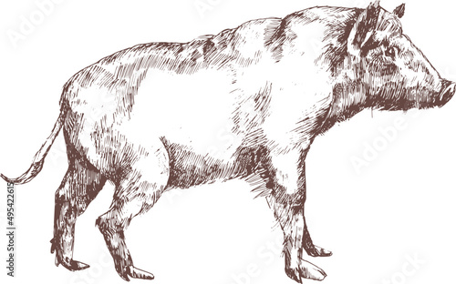Wild Boar Swine or Pig Hand Drawn Engraving Illustration