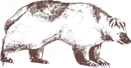 Wolverine or Carcajou Hand Drawn Engraving Illustration