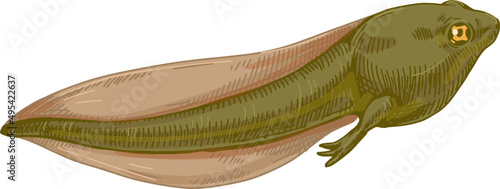 Realistic Frog Tadpole Hand Drawn Illustration