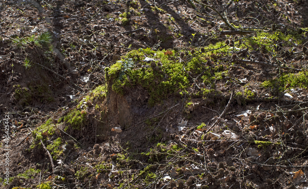 Moss. Forest. Meppen Drenthe Netherlands. Moss. Forest. Meppen Drenthe Netherlands.