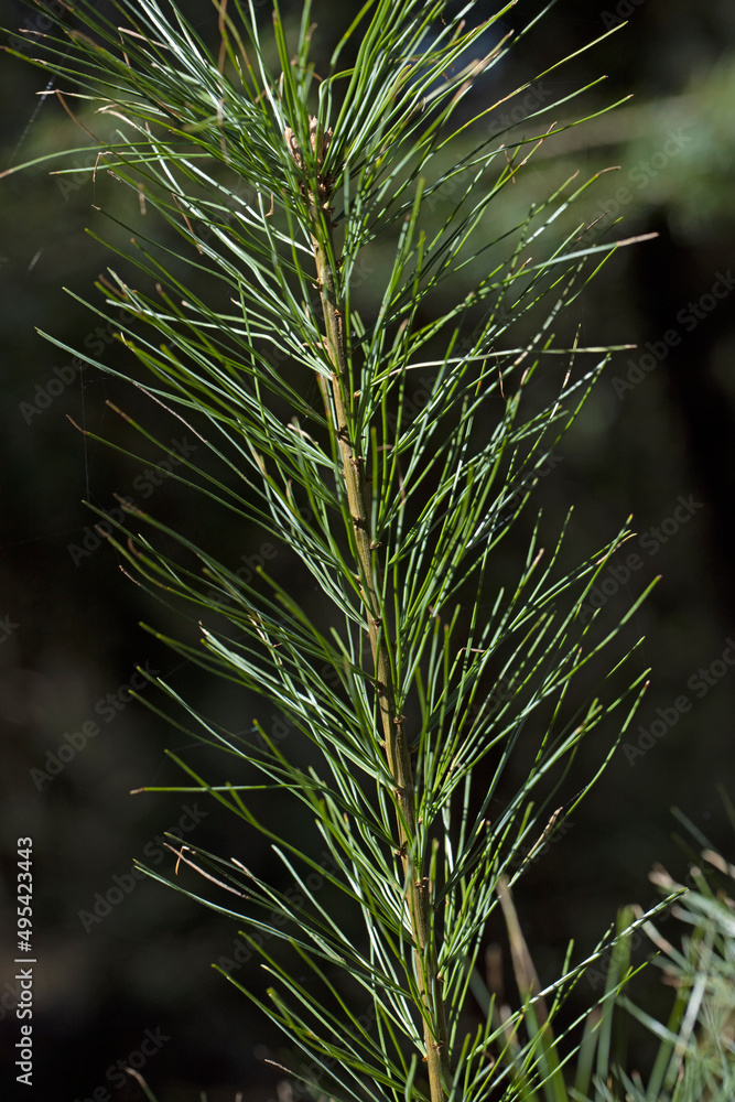 Pine tree needles. Forest. Meppen Drenthe Netherlands. Pine tree needles. Forest. Meppen Drenthe Netherlands.