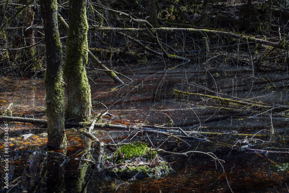 Swamps. Moor. Wet forest. Forest. Meppen Drenthe Netherlands. Trees and moss. Swamps. Moor. Wet forest. Forest. Meppen Drenthe Netherlands. Trees and moss.