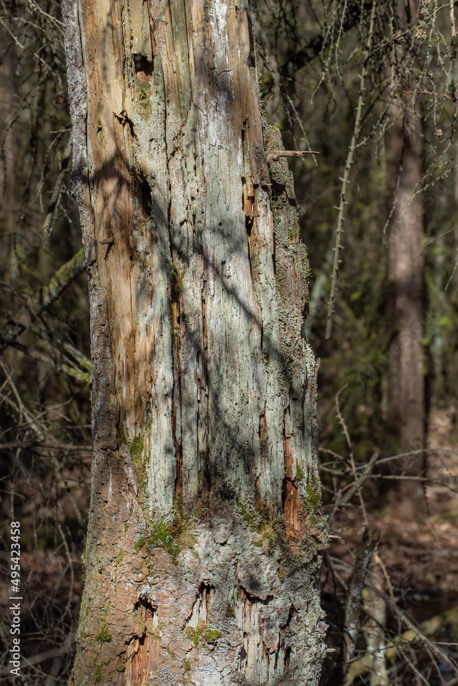Rotten tree stem and bark. Forest. Meppen Drenthe Netherlands. Rotten tree stem and bark. Forest. Meppen Drenthe Netherlands.