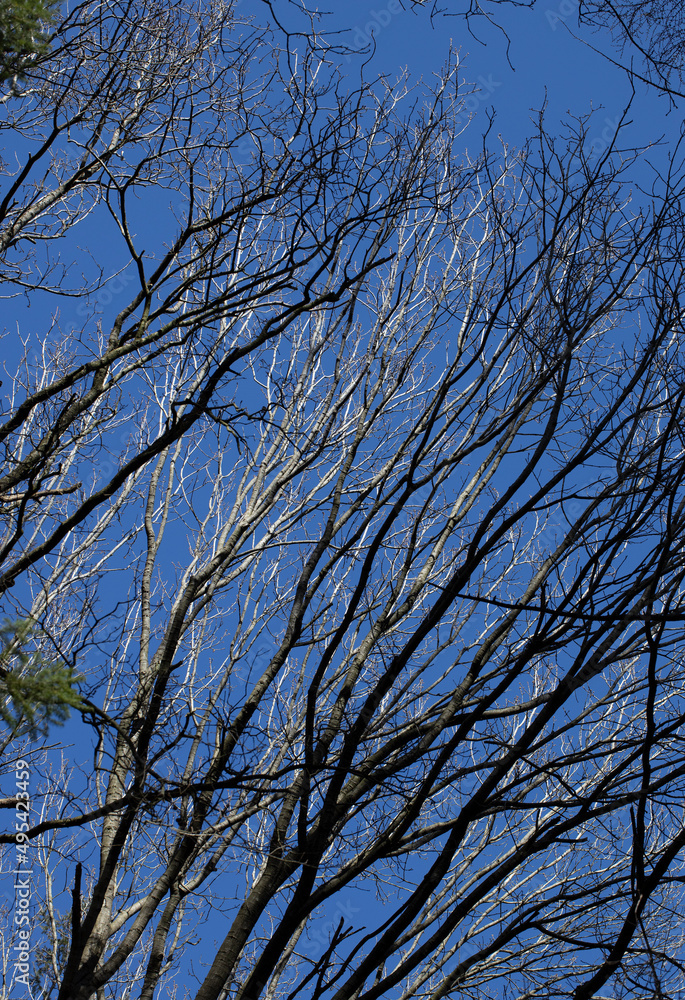 Tree stems. Forest. Meppen Drenthe Netherlands. Spring Tree stems. Forest. Meppen Drenthe Netherlands. Spring