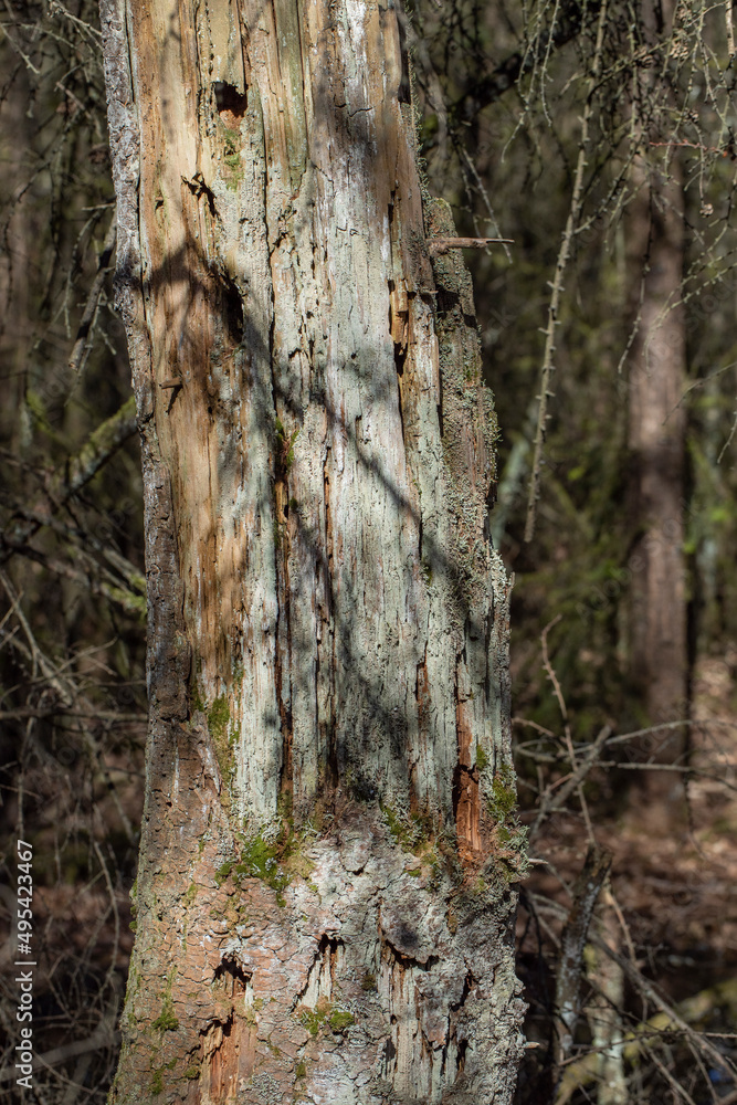 Rotten tree stem and bark. Forest. Meppen Drenthe Netherlands. Rotten tree stem and bark. Forest. Meppen Drenthe Netherlands.