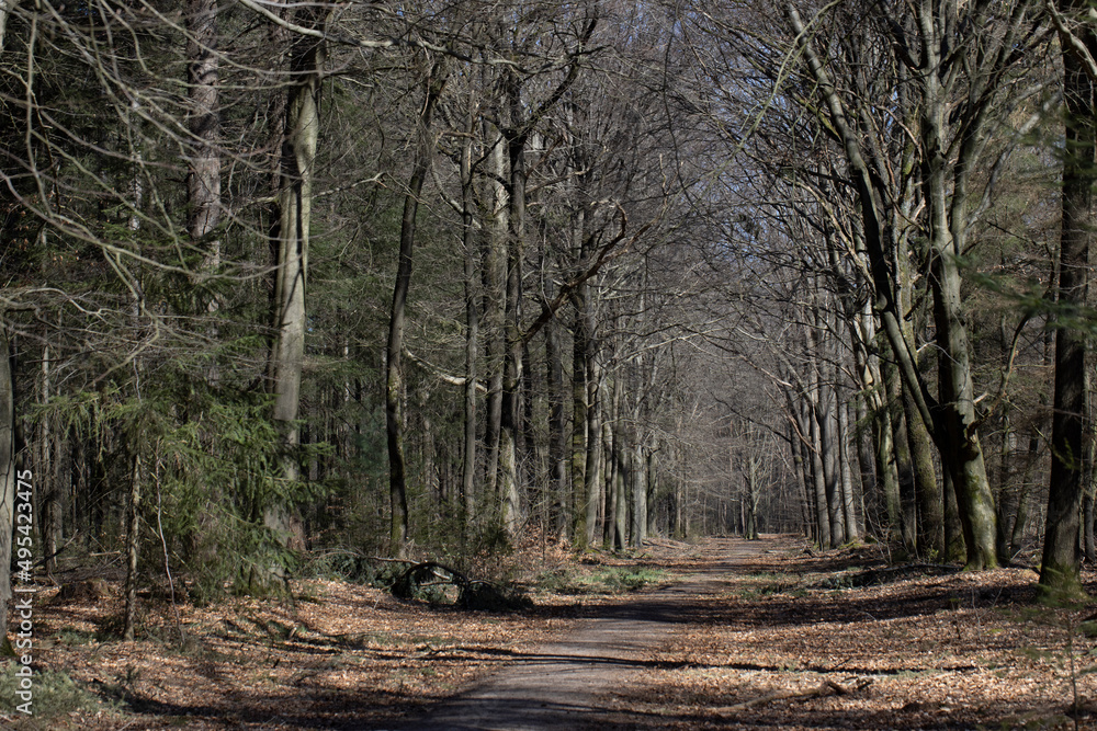 Lane. Beechtrees,. Forest. Meppen Drenthe Netherlands. 