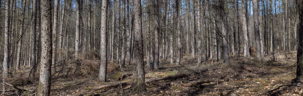 Tree stems. Pine trees. Forest. Meppen Drenthe Netherlands. Panorama. Tree stems. Pine trees. Forest. Meppen Drenthe Netherlands. Panorama.