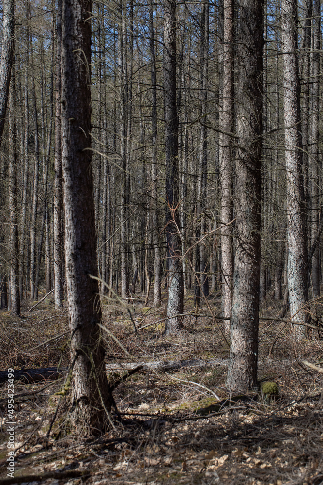 Tree stems. Pine trees. Forest. Meppen Drenthe Netherlands. Tree stems. Pine trees. Forest. Meppen Drenthe Netherlands.