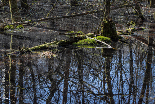 Swamps. Moor. Wet forest. Forest. Meppen Drenthe Netherlands. Trees and moss. © A