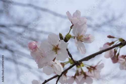 さくら サクラ 桜