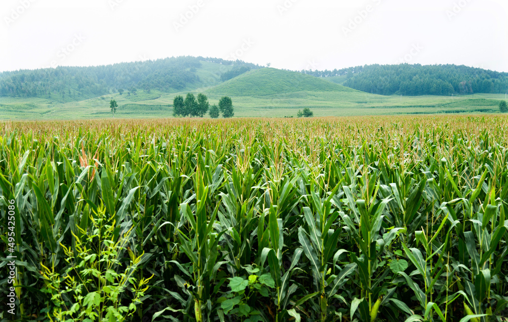 Landscape view of a corn field
