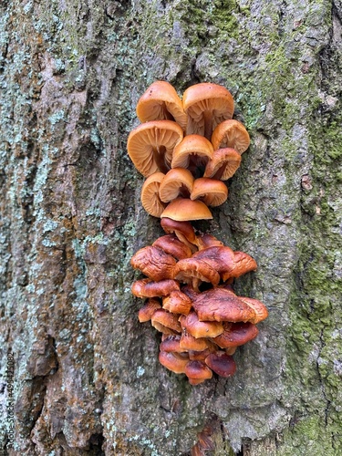 Red orange mushrooms honey mushrooms on a tree trunk. Honey agaric winter