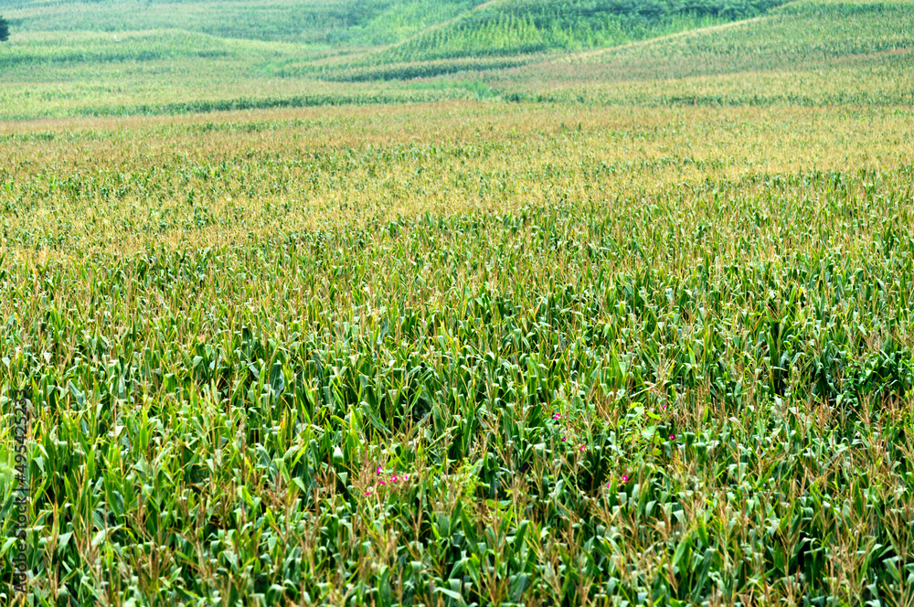 High angle view of corn field High angle view of corn field