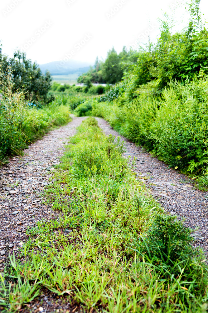 Summer landscape with green grass and dirt road Summer landscape with green grass and dirt road