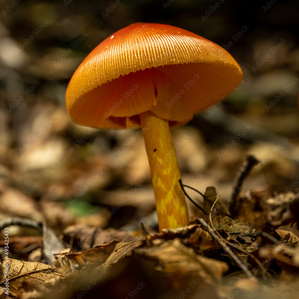 Fototapeta premium Ragged Edge of Orange Mushroom Texture