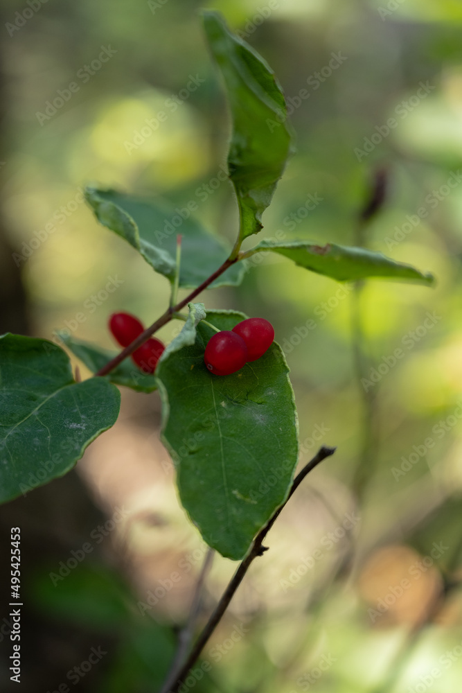 Red Berries Grow On Small Green Stem Close Up
