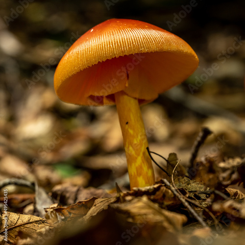Ragged Edge of Orange Mushroom Texture